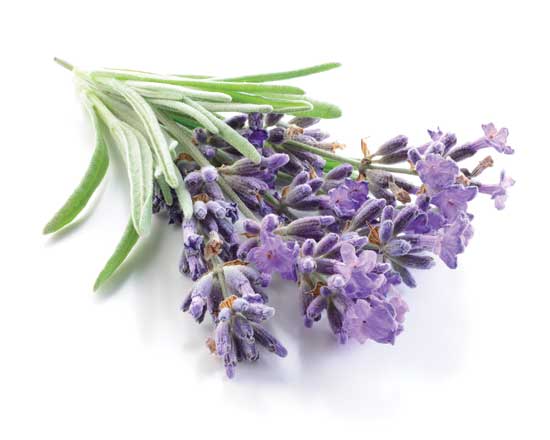 Lavender has a strong, relaxing scent.